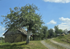 Slika dana