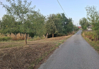 Slika dana