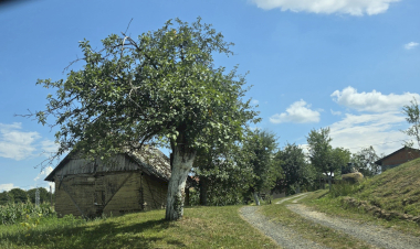 Slika dana