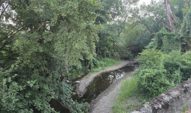 Slika dana