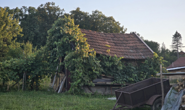 Slika dana