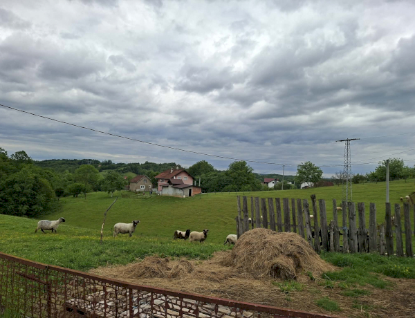 Slika dana