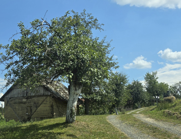 Slika dana